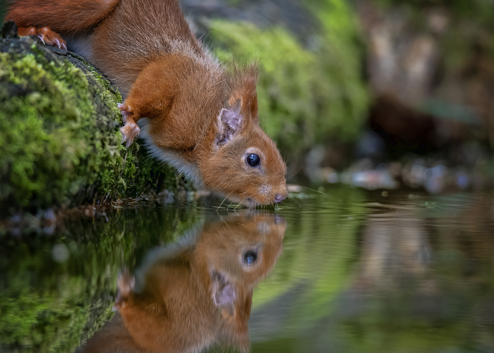 3rd Place - Ian Mears - Red Squirrel